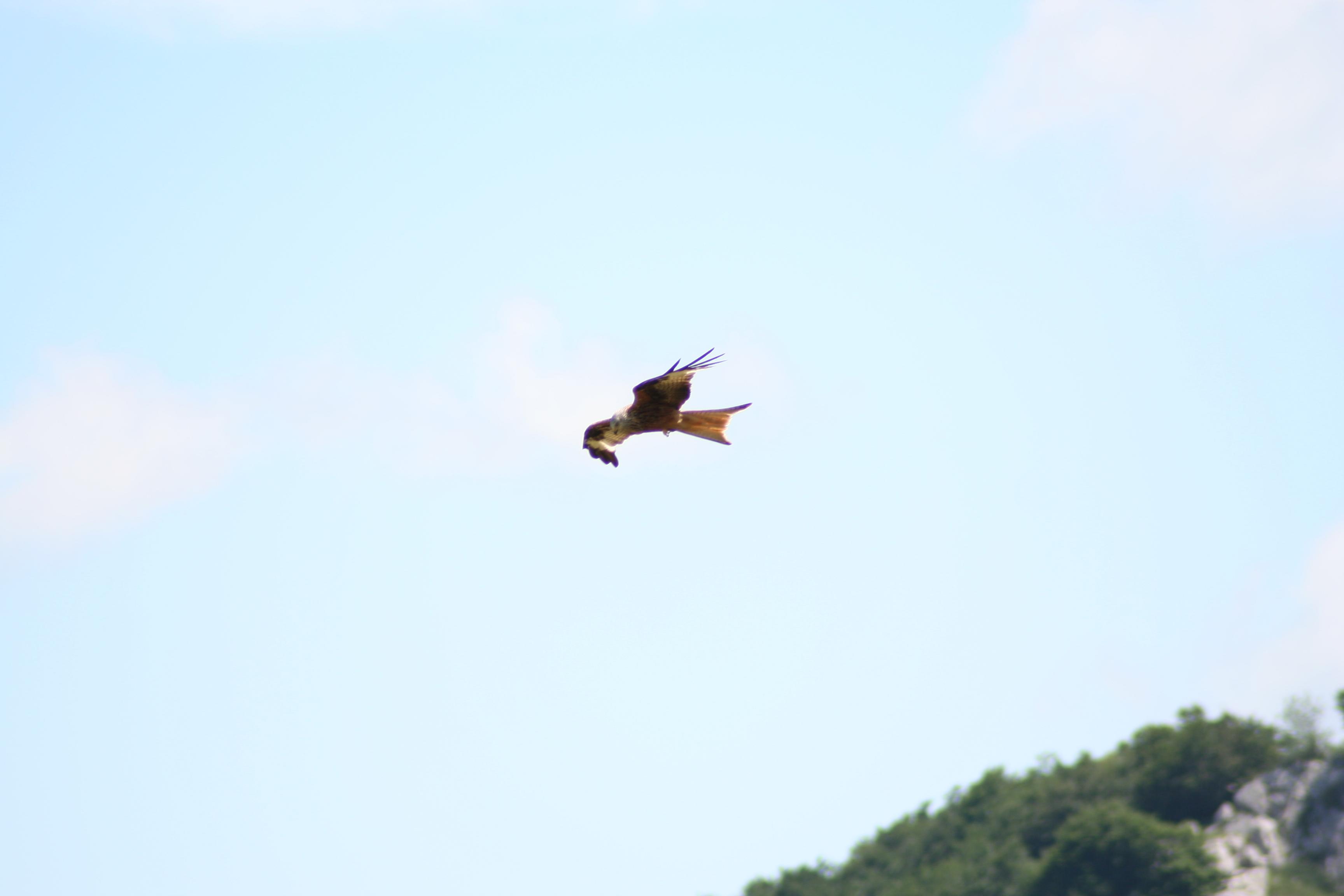 Alcune foto inequivocabili ... altre meno!